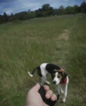 image of walker_hound