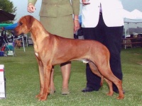 image of rhodesian_ridgeback