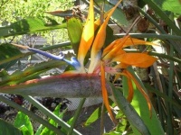 image of bird_of_paradise_flower #37