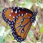image of animal