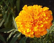 image of flower