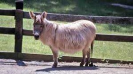 image of animal