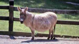 image of donkey #39