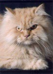 image of animal