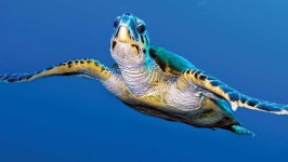 image of animal
