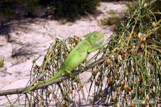 image of african_chameleon
