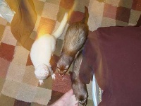 image of black_footed_ferret