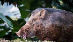 image of boar #9