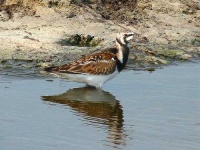 image of ruddy_turnstone