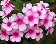 image of flower
