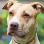 image of animal