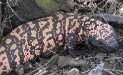 image of gila_monster
