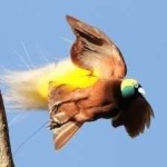 image of bird