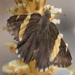 image of animal