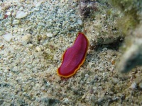 image of flatworm