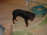 image of rottweiler