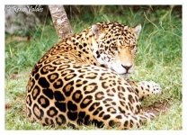 image of jaguar_car