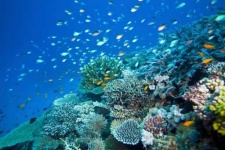 image of reef