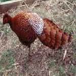 image of bird