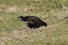 image of black_grouse