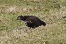 image of black_grouse #30