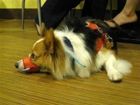 image of muzzle
