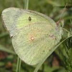 image of animal
