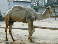 image of arabian_camel