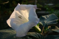 image of flower