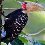 image of bird