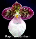 image of flower