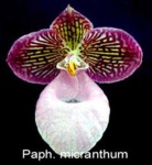 image of hard_leaved_pocket_orchid #6