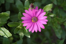 image of flower