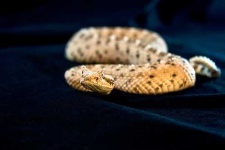 image of horned_viper