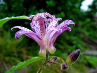 image of flower