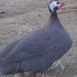 image of bird