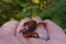 image of eft
