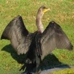 image of bird