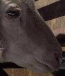 image of animal