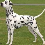 image of animal