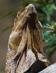image of frilled_lizard