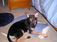 image of german_shepherd