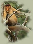 image of proboscis_monkey