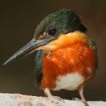 image of bird