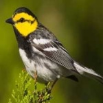 image of bird