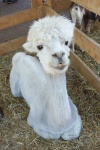image of animal