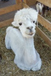 image of alpaca #13