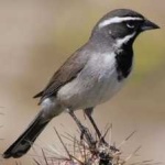 image of black_throated_sparrow #0