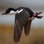 image of bird