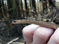 image of animal
